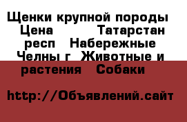 Щенки крупной породы › Цена ­ 100 - Татарстан респ., Набережные Челны г. Животные и растения » Собаки   